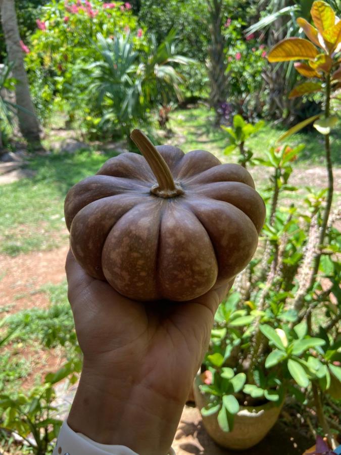 Encantadora Villa Maya Tradicional En Rancho Agroecologico Tzucaceb Exteriér fotografie